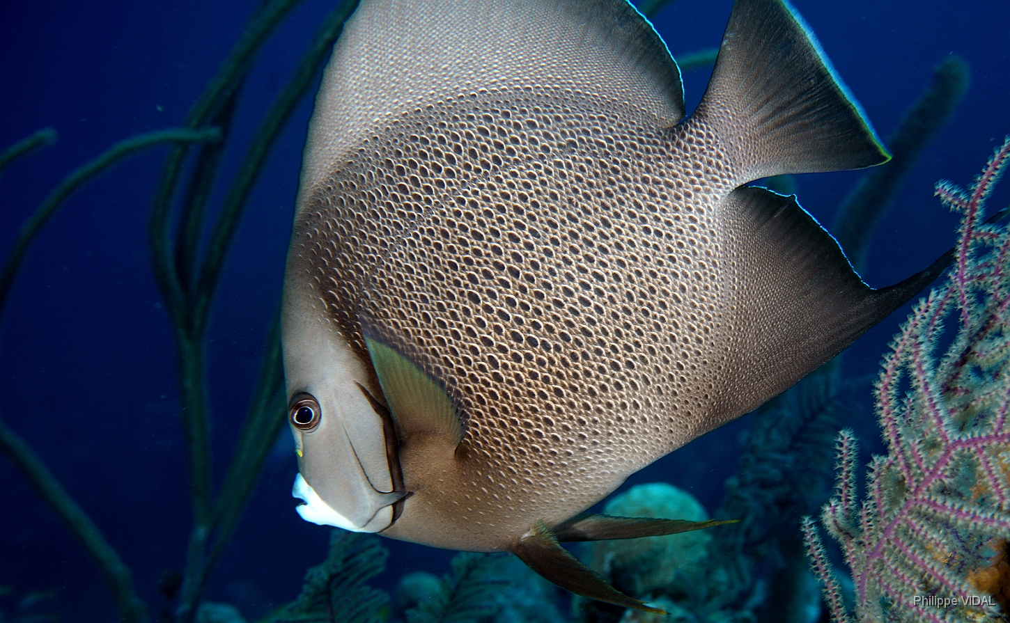 MediaEarth - Bahamas 2017 - DSC02317_rc - Gray Angelfish - Pomacanthus arcuatus.jpg